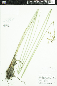 Schoenoplectus heterochaetus image