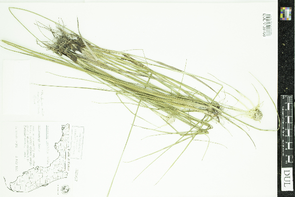 Rhynchospora latifolia image