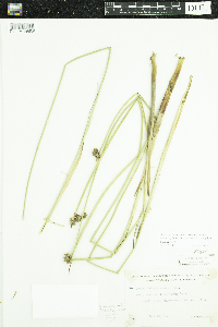 Schoenoplectus acutus image