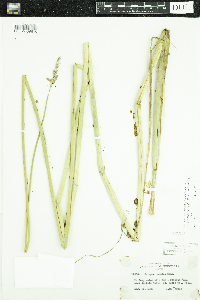 Schoenoplectus acutus image