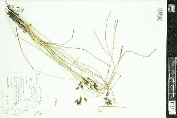 Fimbristylis castanea image