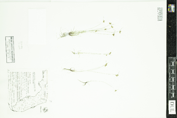 Lipocarpha microcephala image
