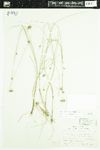 Rhynchospora alba image