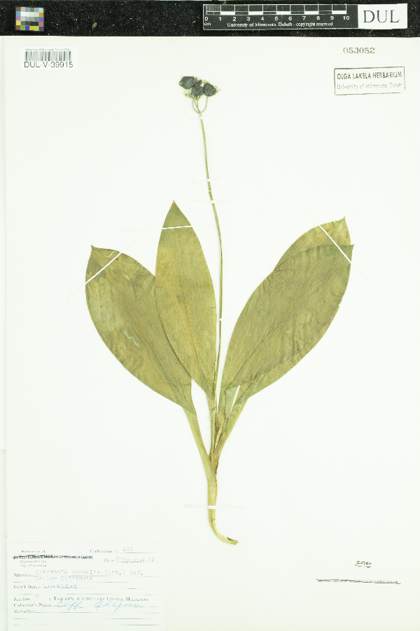 Clintonia andrewsiana image