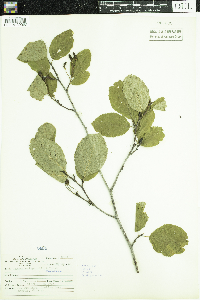 Alnus viridis image