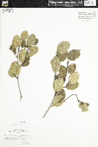 Alnus viridis subsp. crispa image