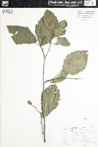 Alnus incana subsp. rugosa image