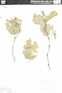 Alnus incana image