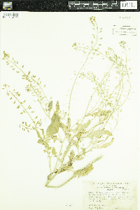 Rorippa palustris subsp. palustris image