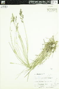 Poa compressa image