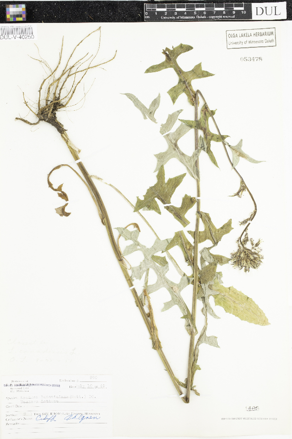 Lactuca ludoviciana image