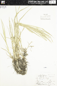 Phleum pratense image