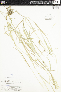 Phleum pratense image