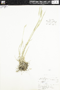 Phleum pratense image