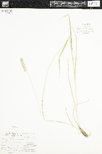 Phleum pratense image