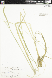 Zizania palustris var. palustris image