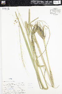 Zizania palustris var. palustris image