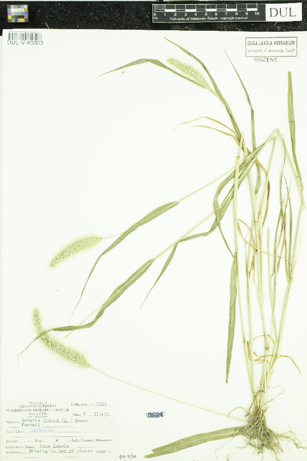 Setaria pumila image