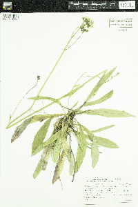 Image of Hieracium floribundum