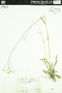 Hieracium floribundum image