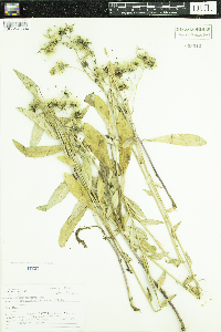 Hieracium scouleri image