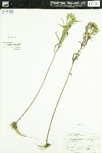 Euthamia graminifolia image