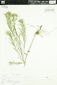 Euthamia graminifolia image