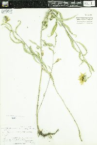 Helianthus maximiliani image