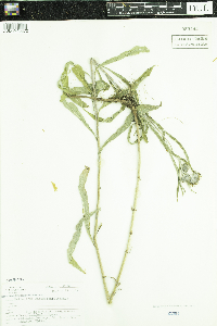 Helianthus maximiliani image