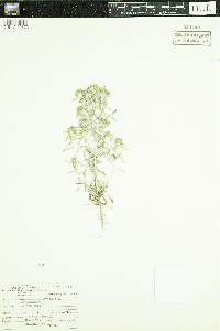 Gnaphalium uliginosum image