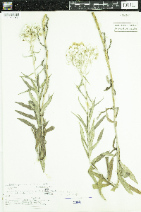 Anaphalis margaritacea image