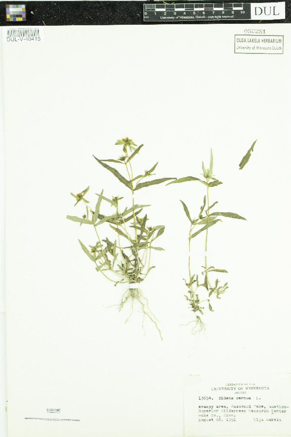 Bidens cernua image