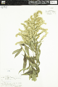 Solidago gigantea image