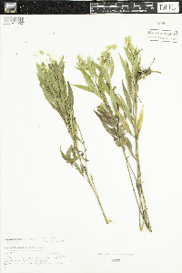 Solidago gigantea image