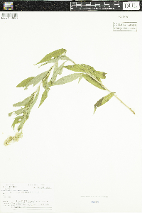 Solidago gigantea image