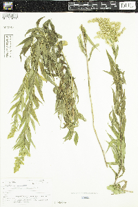 Solidago canadensis image