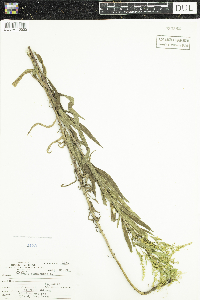 Solidago canadensis image