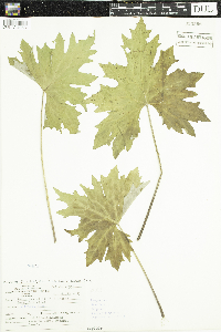 Petasites frigidus var. sagittatus image