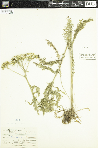 Achillea millefolium image
