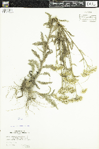 Achillea millefolium image