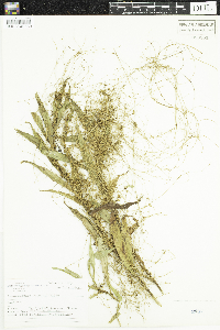 Cuscuta gronovii image