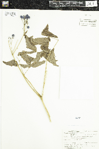 Caulophyllum thalictroides image