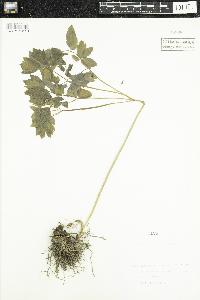 Caulophyllum thalictroides image