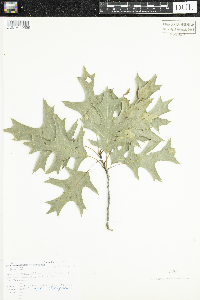 Quercus ellipsoidalis image