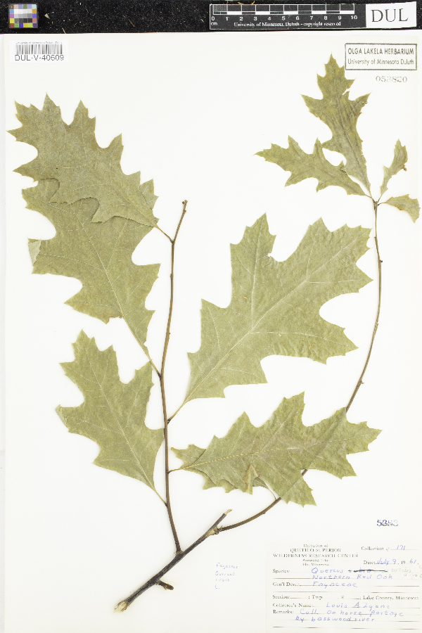 Quercus rubra var. rubra image