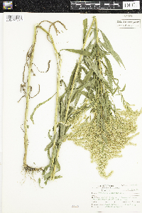 Solidago canadensis image