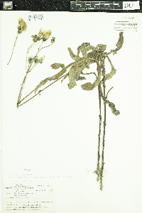 Sonchus arvensis image