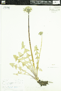 Taraxacum officinale image