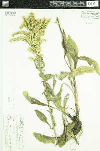 Solidago missouriensis image