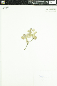 Cornus florida image